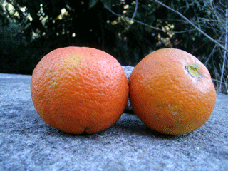 Weg-nach-Apfelsinen9